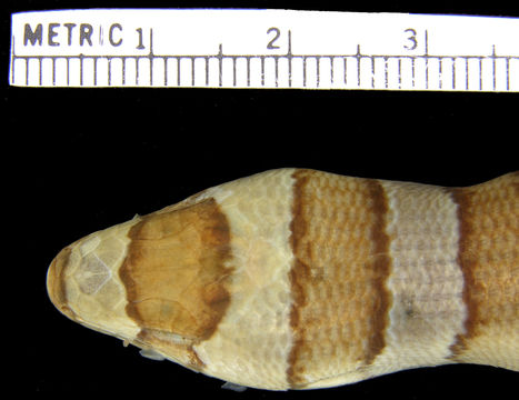 Image of <i>Diploglossus fasciatus</i> (Gray 1831)