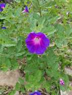 Ipomoea tacambarensis E. Carranza的圖片