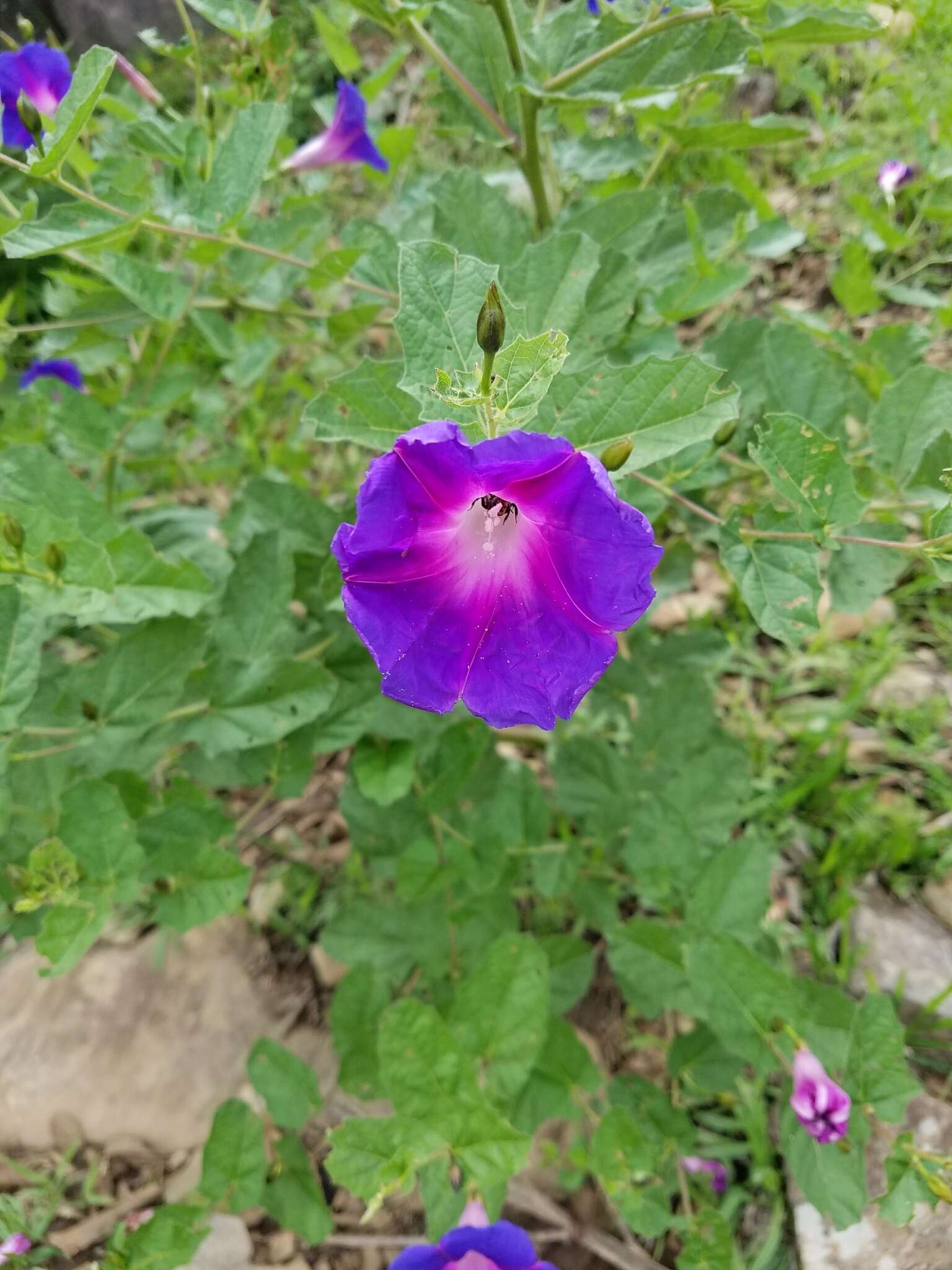 Ipomoea tacambarensis E. Carranza的圖片