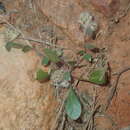 Image of Ptilotus aervoides (F. Müll.) F. Müll.