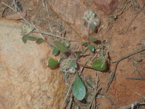 Ptilotus aervoides (F. Müll.) F. Müll.的圖片