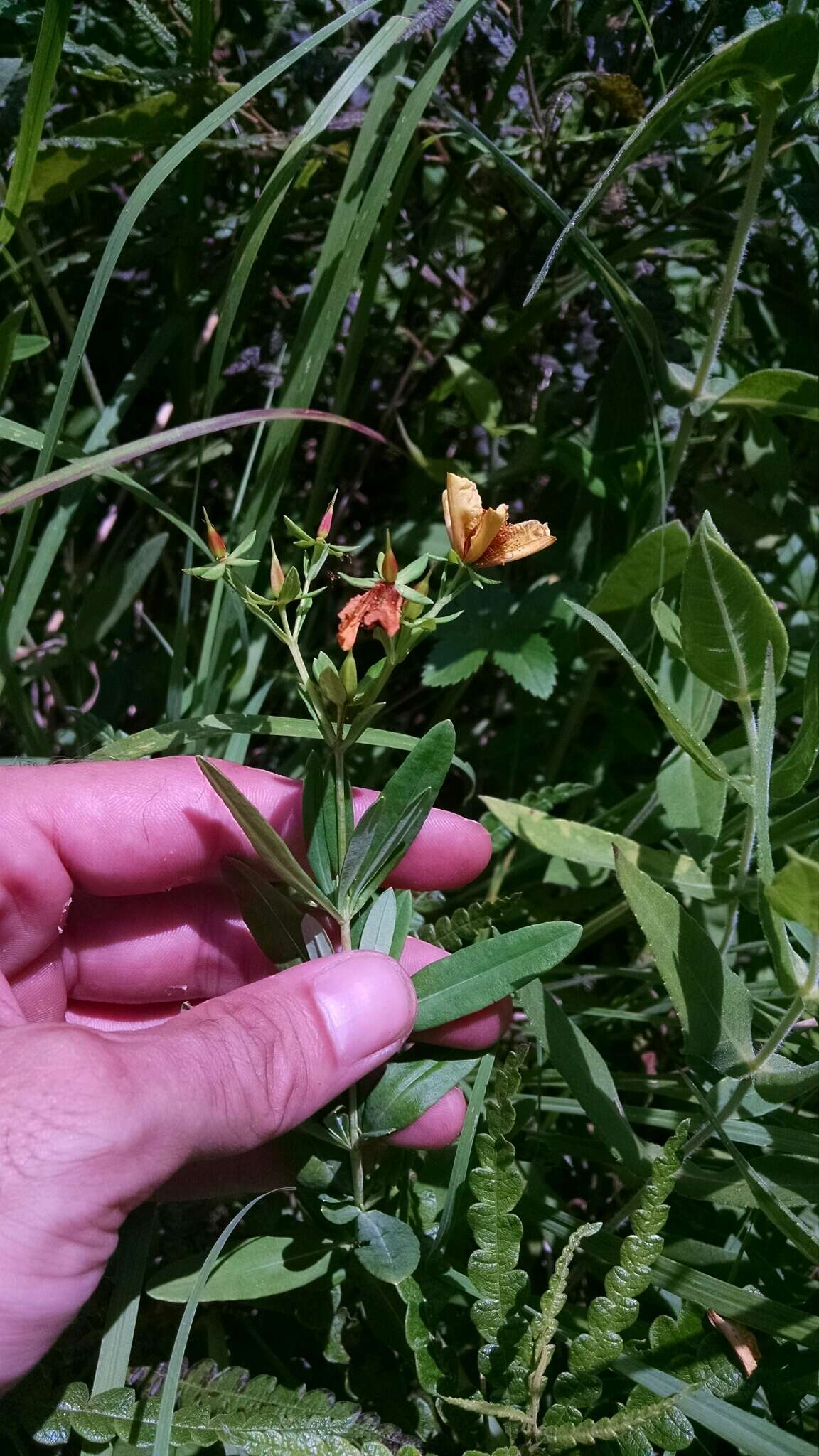 Sivun Hypericum swinkianum G. Wilh. & Rericha kuva