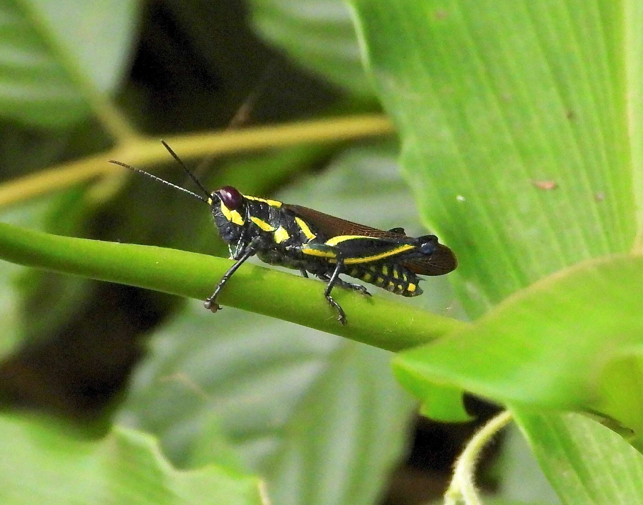 Eupropacris cylindricollis (Schaum 1853) resmi