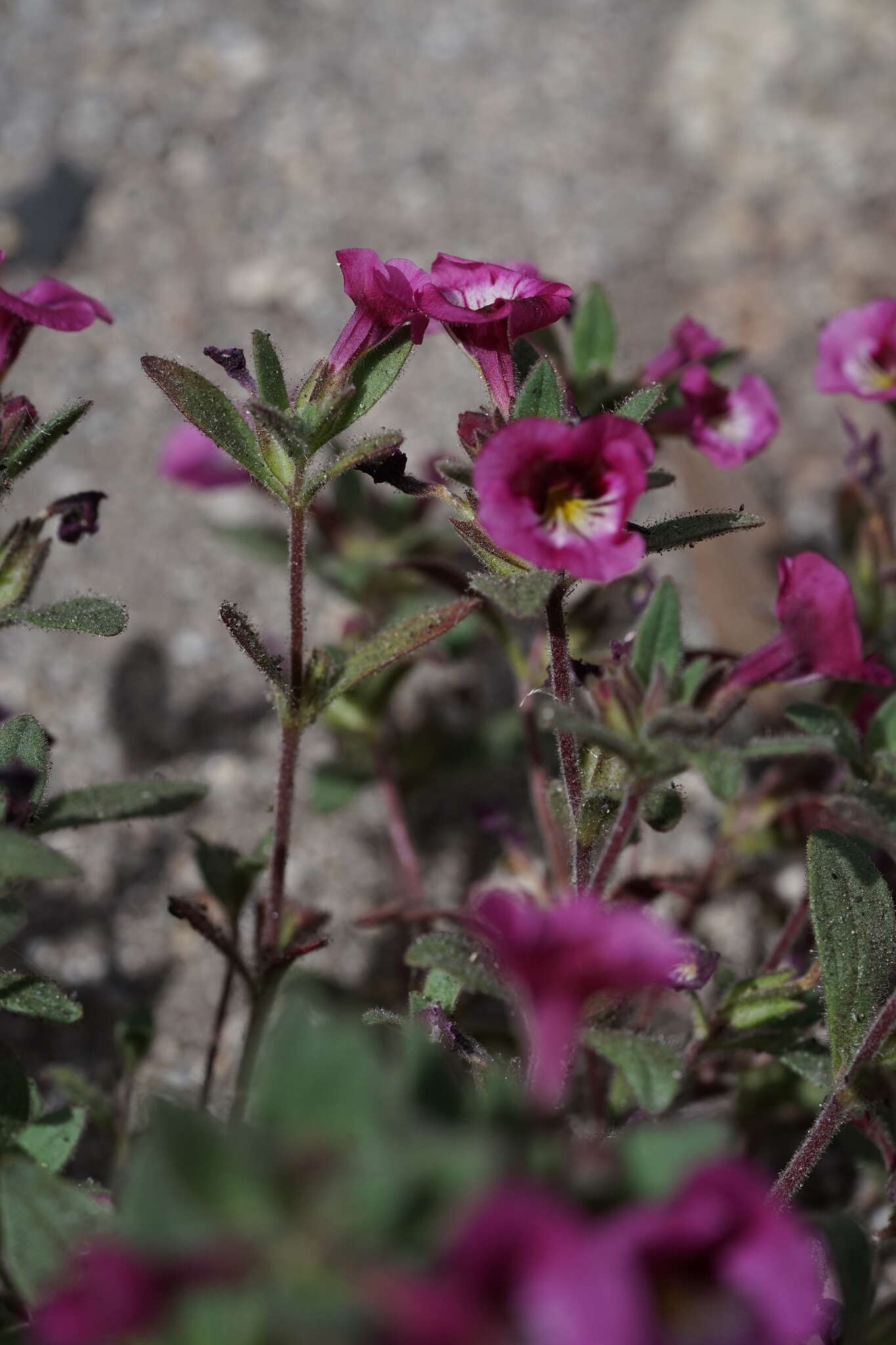 Image of sticky monkeyflower