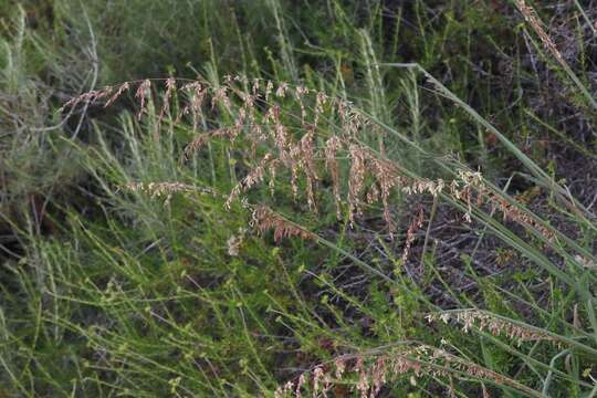 Imagem de Ehrharta calycina Sm.