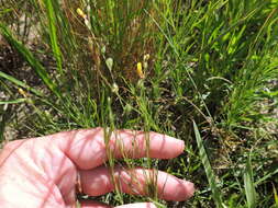 Oenothera spachiana Torr. & Gray resmi