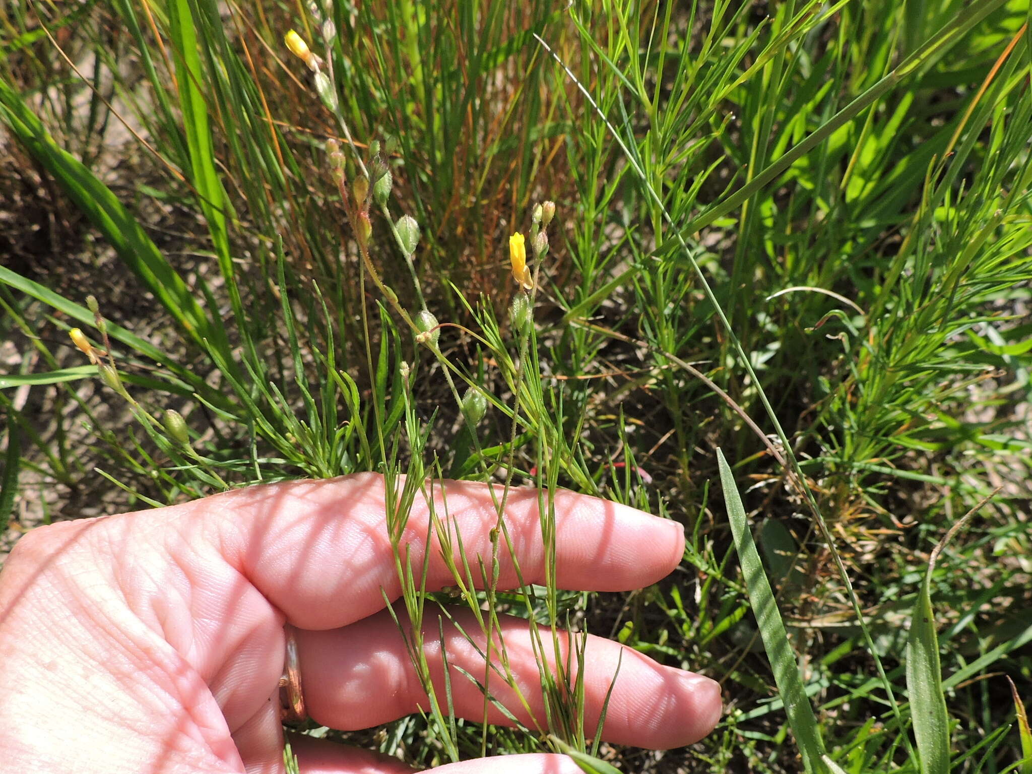 Image of Spach's evening primrose