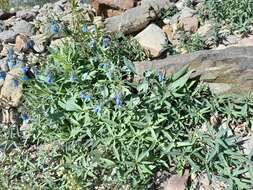 Mertensia pubescens (Roem. & Schult.) DC. resmi