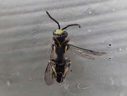 Image of Modest Masked Bee