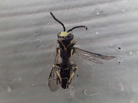 Hylaeus modestus Say 1837 resmi