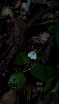 Image of Rhinacanthus humilis Benoist