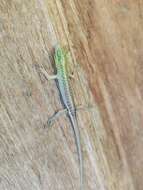 Image of Emerald Skink