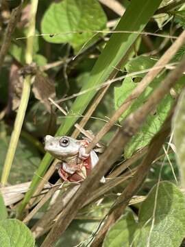 Image of Balfour's Reed Frog