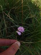 Image of Gladiolus parvulus Schltr.