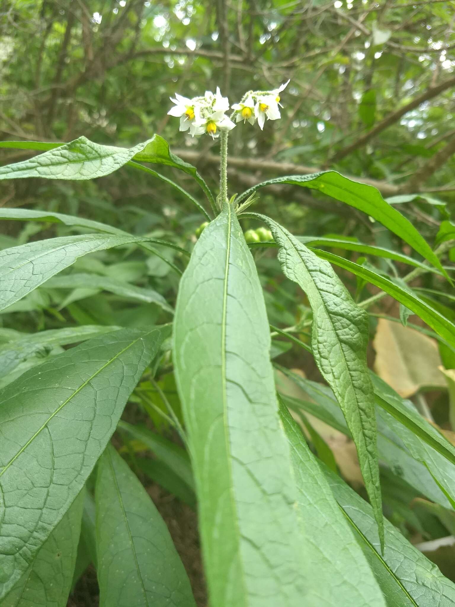 Image de Solanum umbellatum Mill.