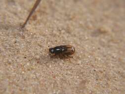 Image of Chilothorax distinctus (Müller 1776)