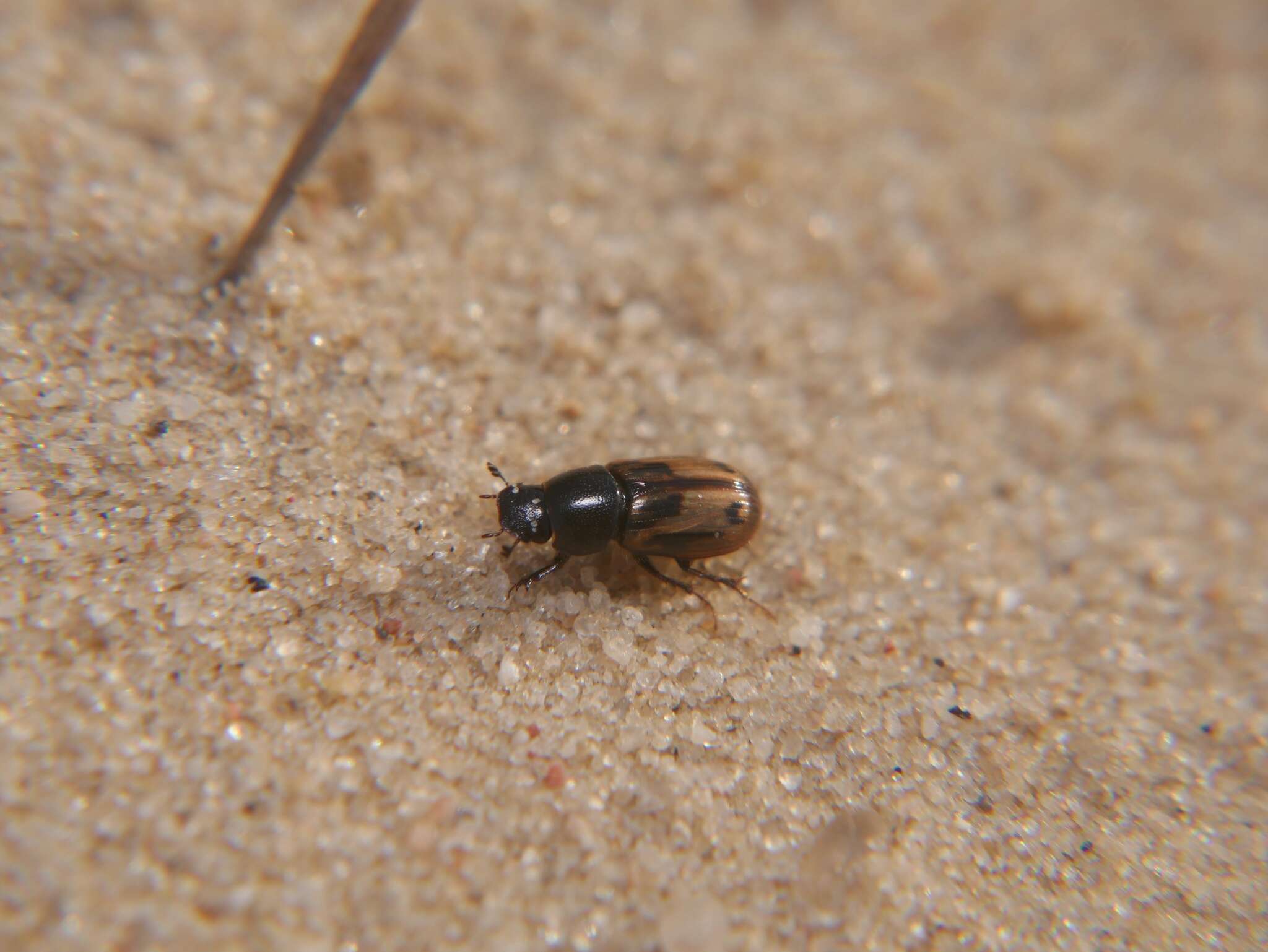 Image of Chilothorax distinctus (Müller 1776)