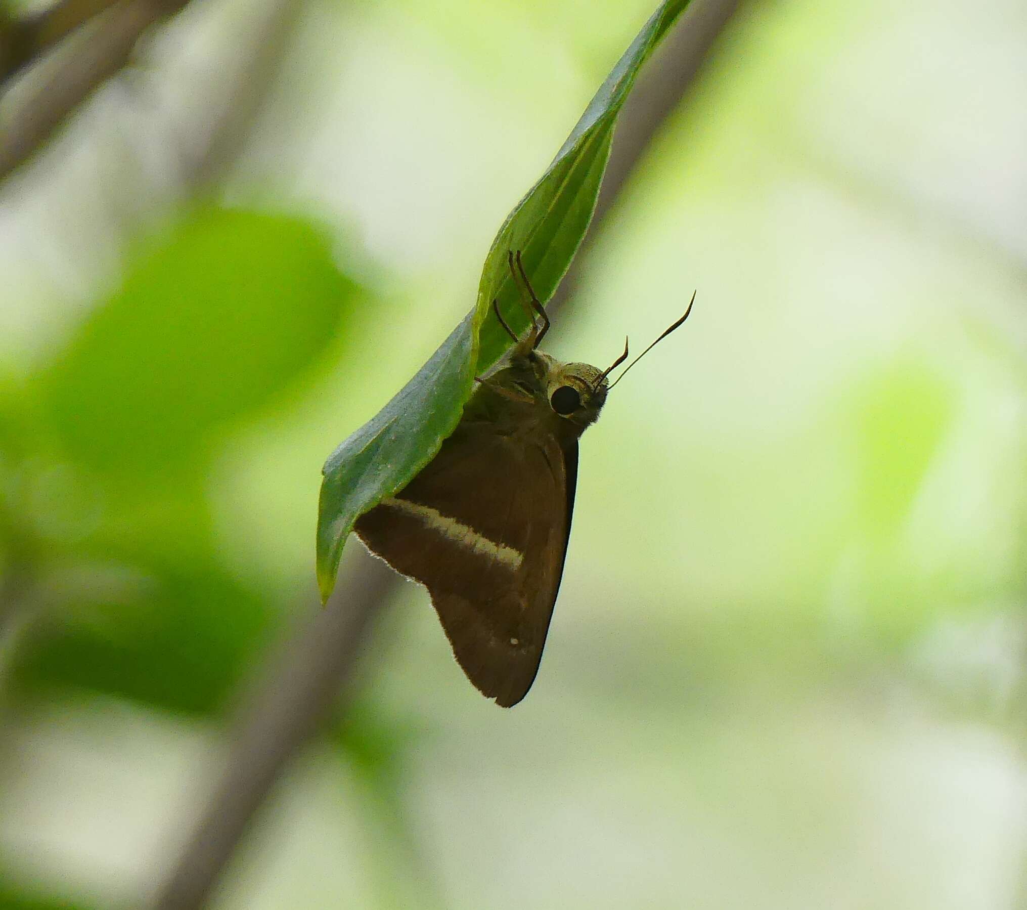 Image of common banded awl