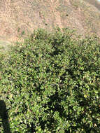 Image of island ceanothus