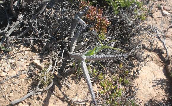 Image de Ceropegia pruinosa (Masson) Bruyns