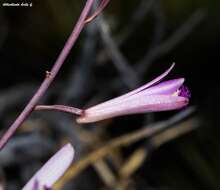 Image of Bletia parkinsonii Hook.