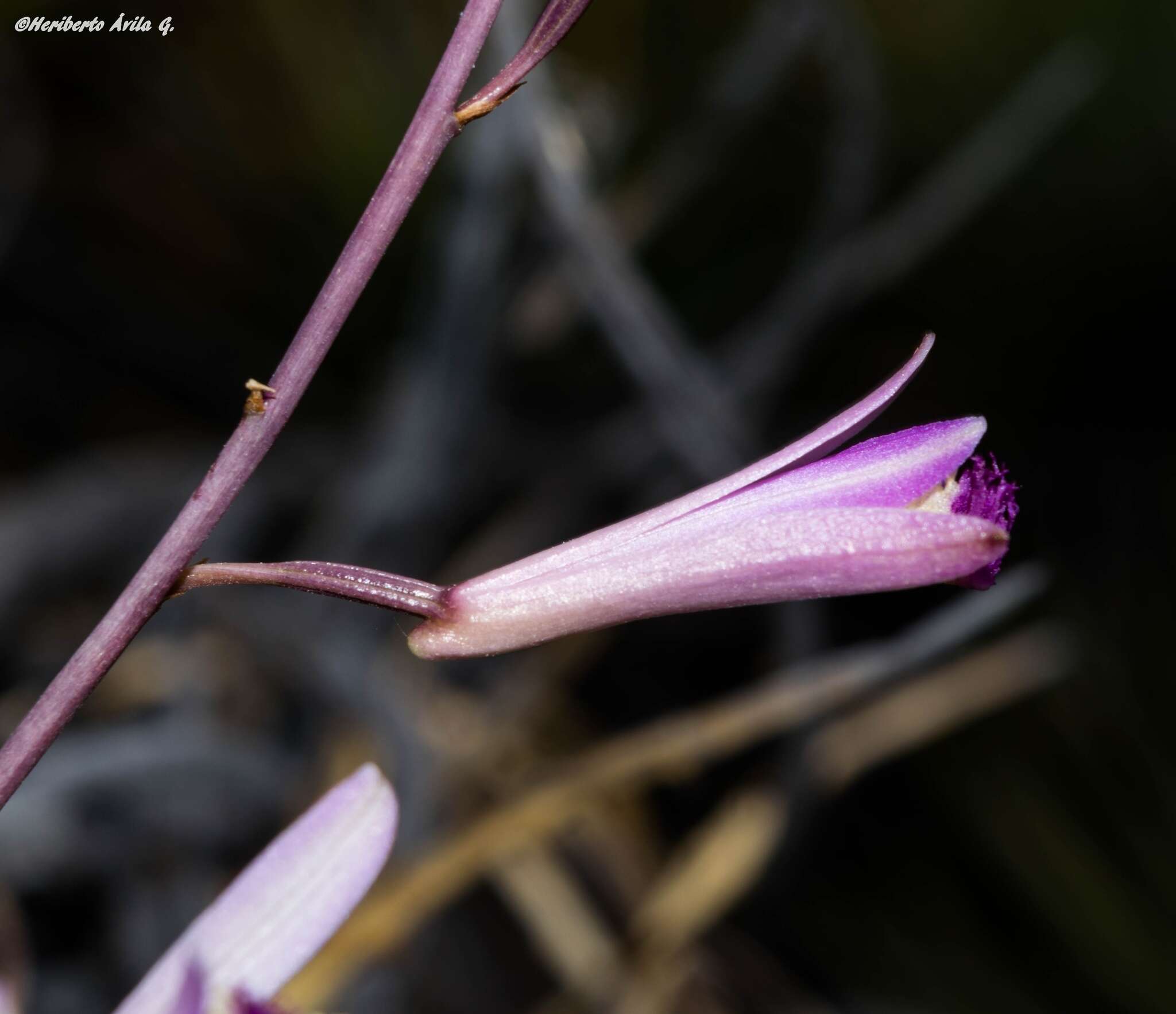 Image of Bletia parkinsonii Hook.