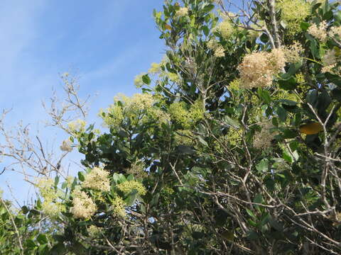 Imagem de Olea capensis subsp. capensis