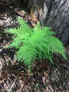 Image of Common Ground Fern