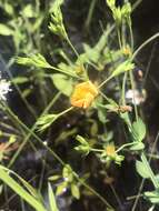 Image of coppery St. Johnswort