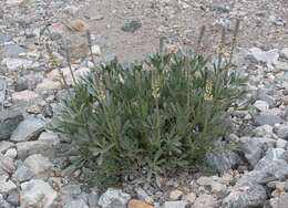 Image of Peirson's Lupine