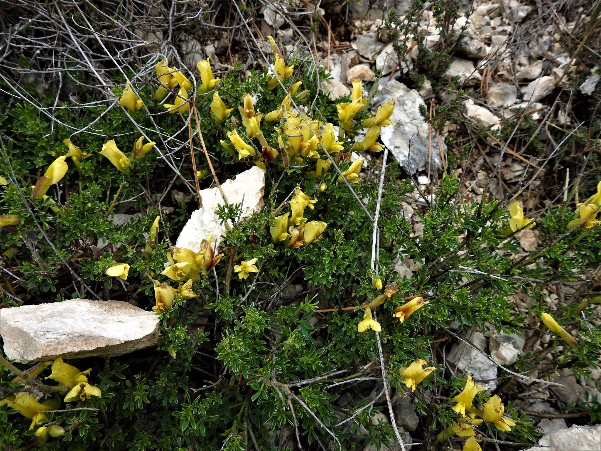 Слика од Cytisus spinescens C. Presl