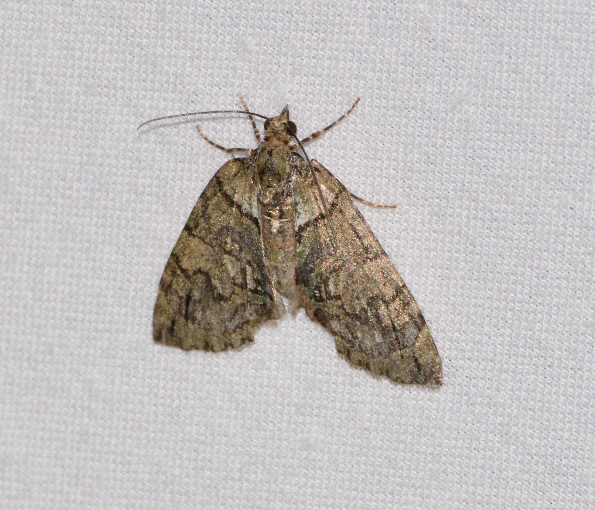 Слика од Hydriomena pluviata Guenée 1857