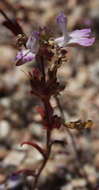 Image de Collinsia bartsiifolia var. davidsonii (Parish) Newsom