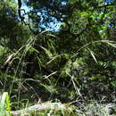 Image of Bromus carinatus var. carinatus