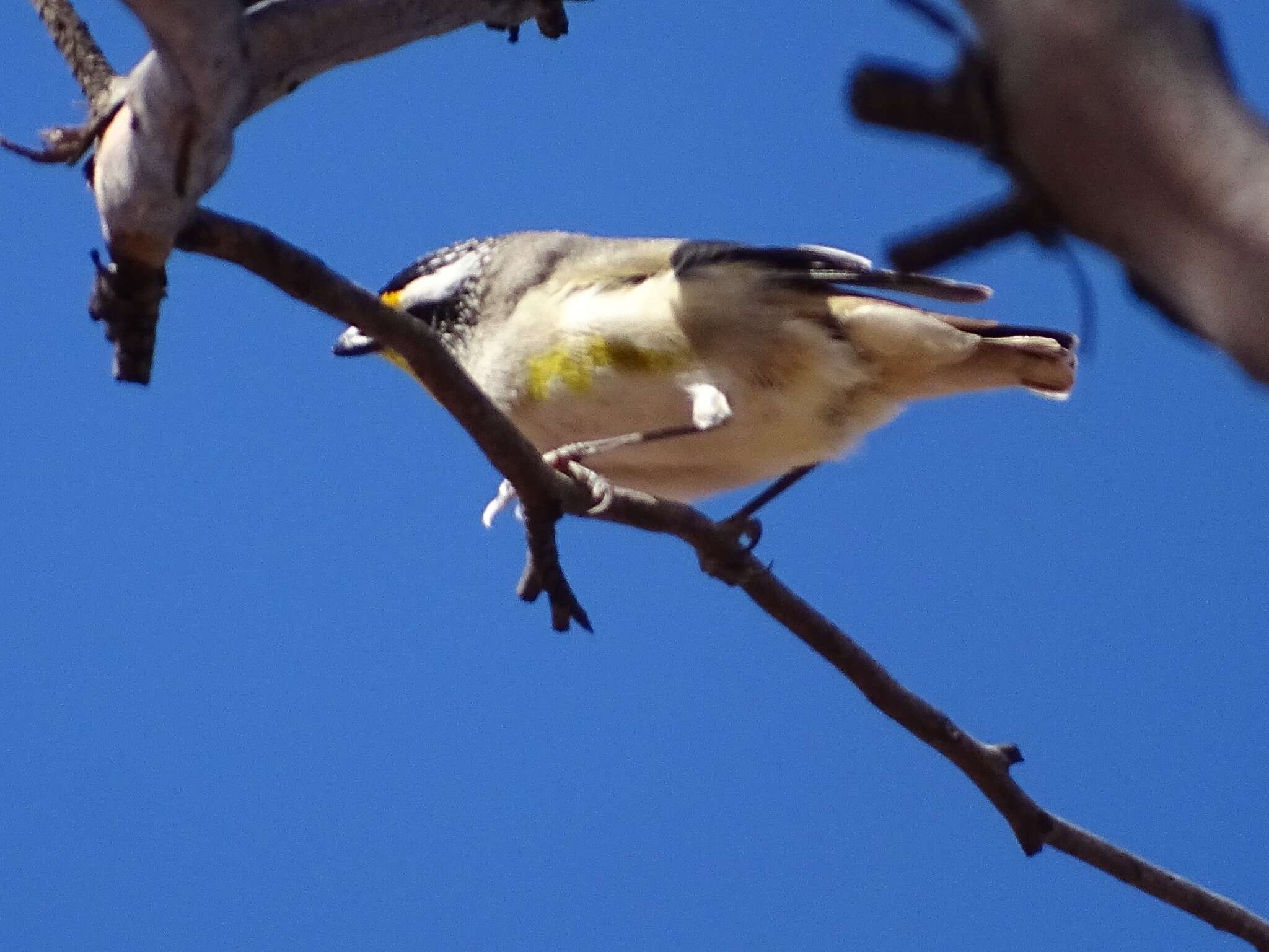 Imagem de Pardalotus striatus substriatus Mathews 1912