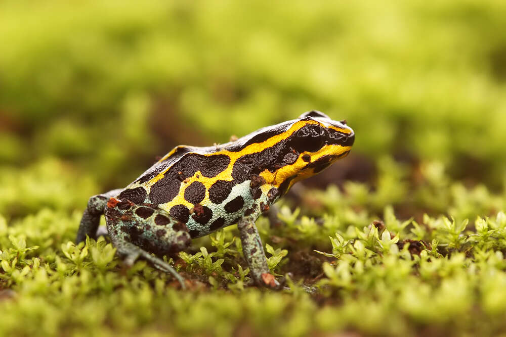 Image of Amazonian Poison Frog