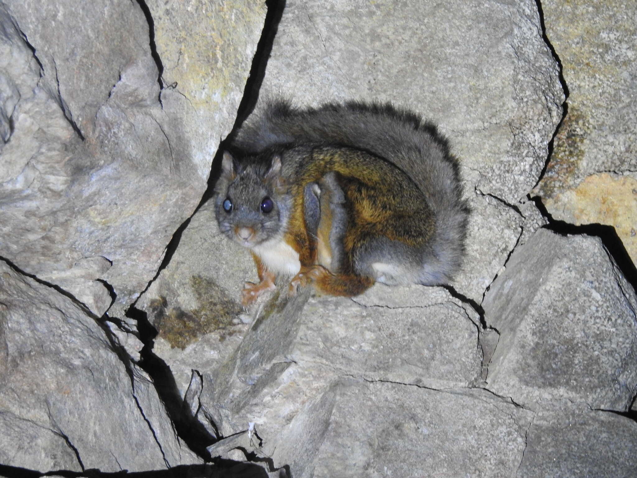 Image of Complex-toothed flying squirrel