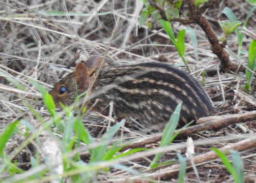 صورة Lemniscomys striatus (Linnaeus 1758)