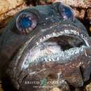 Image of Black jawfish