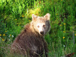 Image of grizzly bear