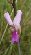 Image of Eulophia livingstoneana (Rchb. fil.) Summerh.