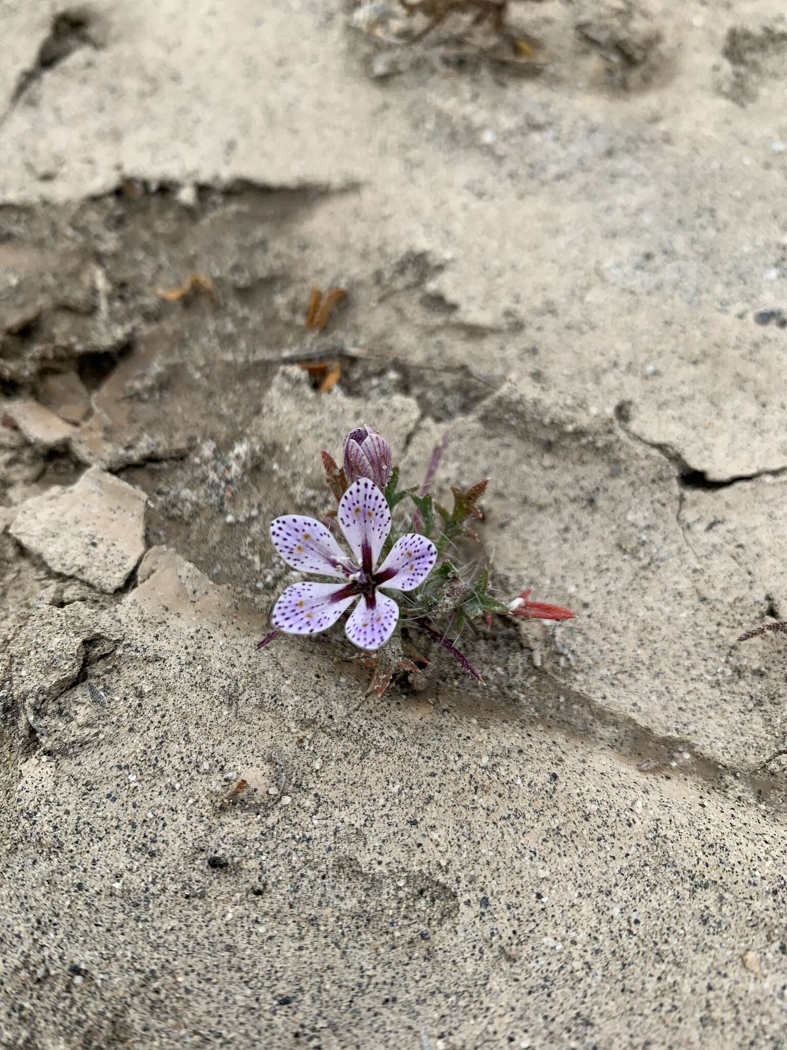 Image of Great Basin langloisia