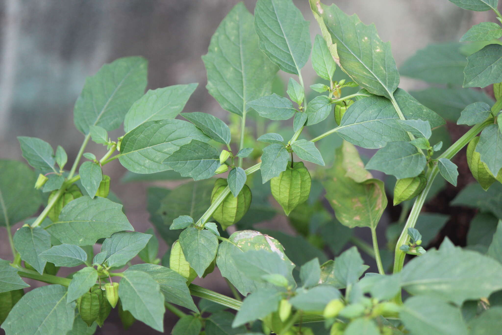 Plancia ëd Physalis lagascae Roem. & Schult.