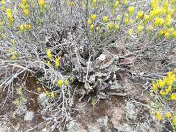 Image de Ceropegia arida (Masson) Bruyns