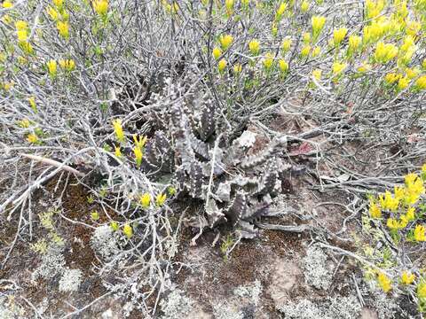 صورة Ceropegia arida (Masson) Bruyns