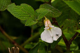 Impatiens burtonii Hook. fil. resmi