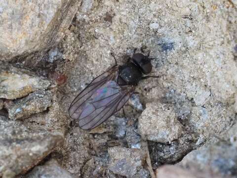 Sivun Earomyia kuva