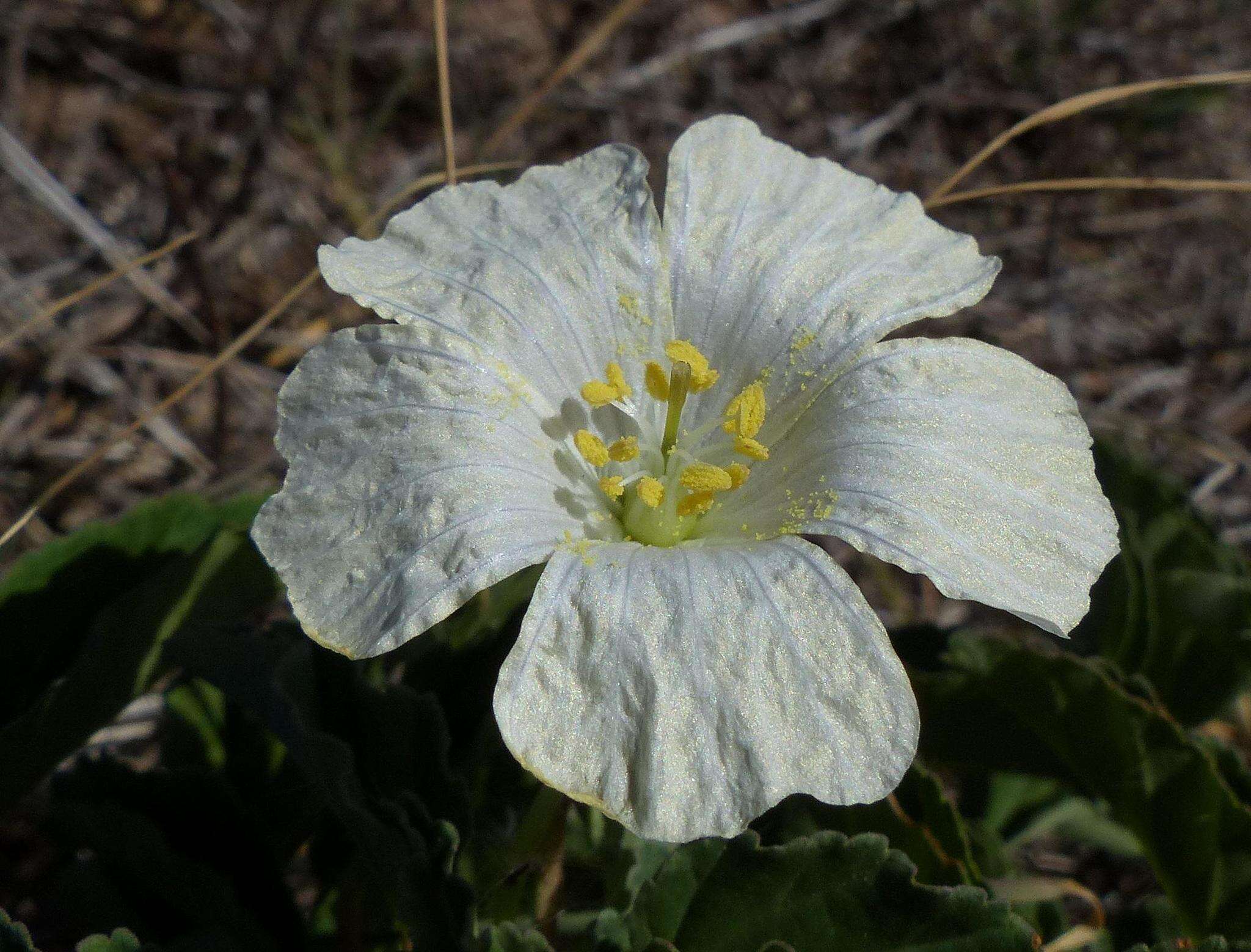 Image of Monsonia emarginata L'Her.