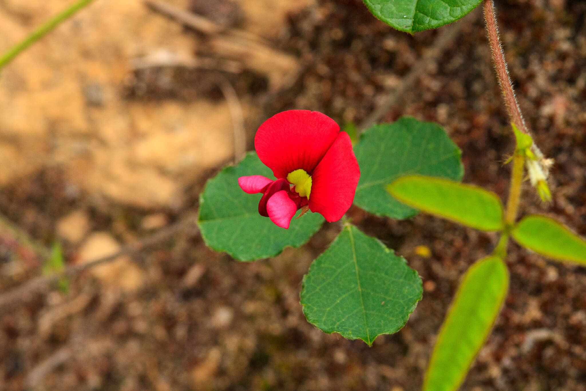 Plancia ëd Kennedia carinata (Benth.) Domin