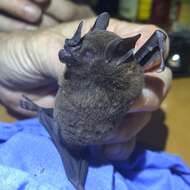 Image of Chestnut Short-tailed Bat